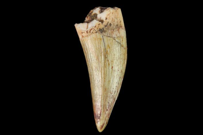 Fossil Phytosaur (Machaeroprosopus) Tooth - New Mexico #133288